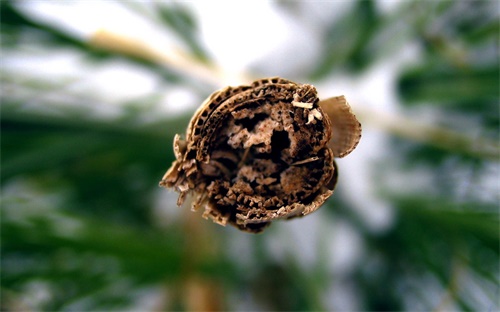 天安门城楼邮票,天安门广场上空有三朵独立云