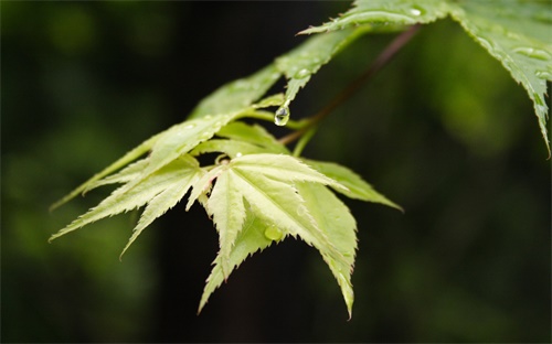 什么是色票,过去的铁路印票机现在都是自动检票机